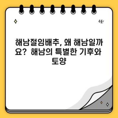 해남절임배추: 궁금증 해결! 맛과 품질, 보관법까지 완벽 가이드